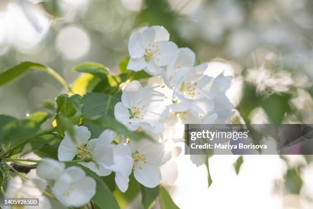 natural spring background with blooming apple blossoms. - muted color stock pictures, royalty-free photos & images