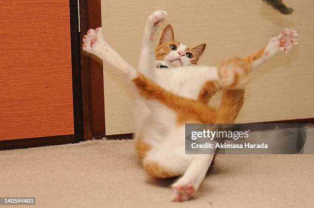 balancing cat - raro fotografías e imágenes de stock