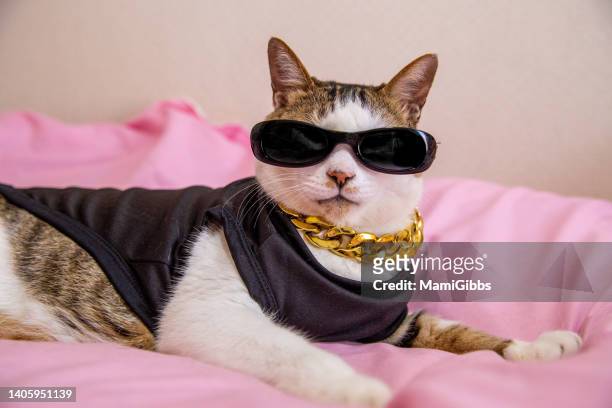 cat wearing summer clothing - chat rigolo photos et images de collection