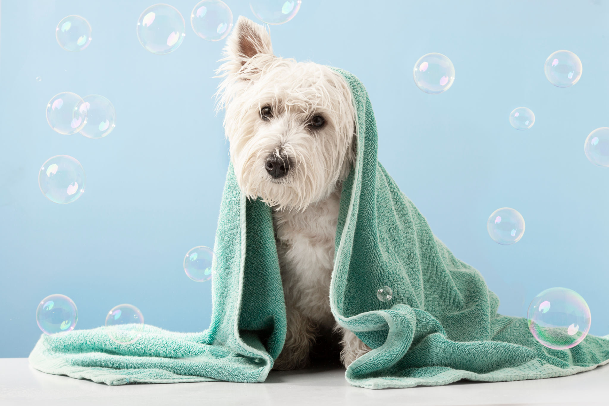 pet bath