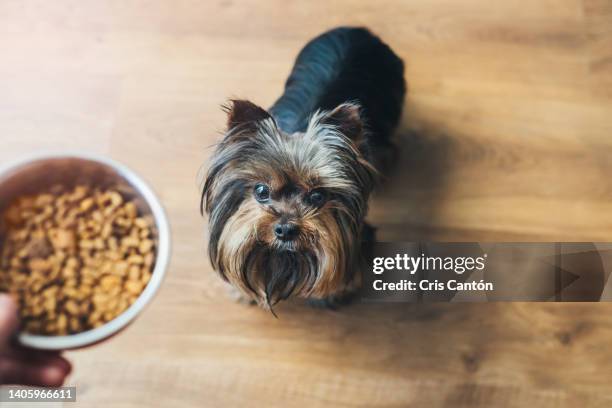 yorkshire terrier dog looking at hand holding bowl with food - dog bowl ストックフォトと画像