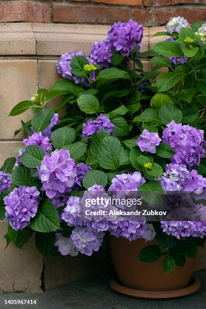 beautiful purple flowers blooming in green foliage, outdoors, on a sunny summer day. hydrangea in bloom. a bush or plant in a flower pot. natural background, screensaver or wallpaper on the screen and display of the phone. the call is purple. - hortensia stock-fotos und bilder