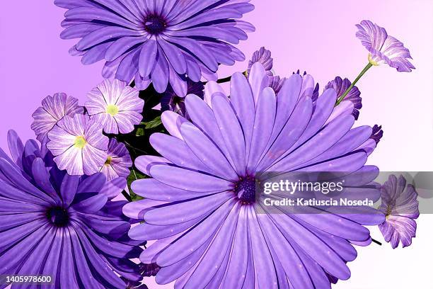 purple color challenge - danke blumen stock-fotos und bilder