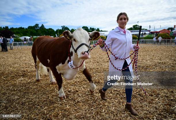 Cow is walked from the judging arena at the Westpoint Arena and Show ground in Clyst St Mary near Exeter on June 30, 2022 in Devon, England....