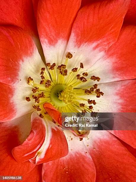 dog rose (rosa canina) flower in full bloom and close up. - ca nina stock pictures, royalty-free photos & images