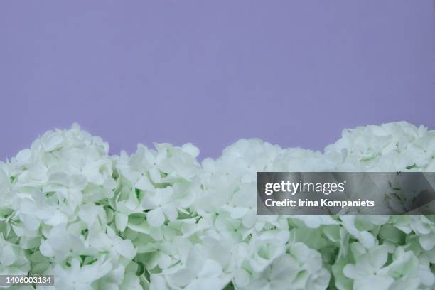 white hydrangea flowers on apurple background close-up. - flower birthday card stock pictures, royalty-free photos & images