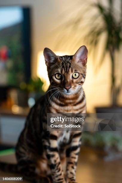 portrait of bengal kitten - bengal cat stock pictures, royalty-free photos & images