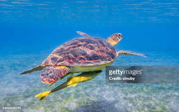 green sea turtle and remora fish swimming in red sea / marsa alam - remora fish stock pictures, royalty-free photos & images