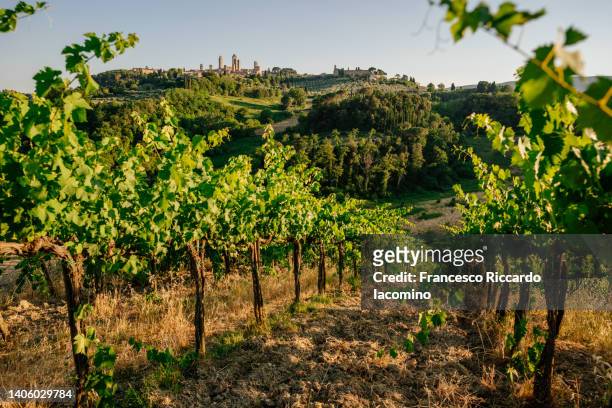 san gimignano and green vineyards. tuscany, italy - san gimignano stock-fotos und bilder