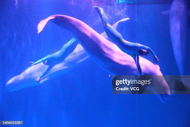 Two white whales and their trainers present a show for visitors at Harbin Polarpark on June 30, 2022 in Harbin, Heilongjiang Province of China.