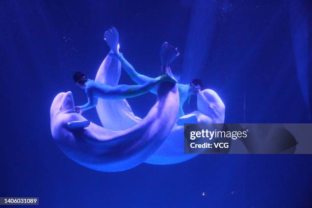 Two white whales and their trainers present a show for visitors at Harbin Polarpark on June 30, 2022 in Harbin, Heilongjiang Province of China.