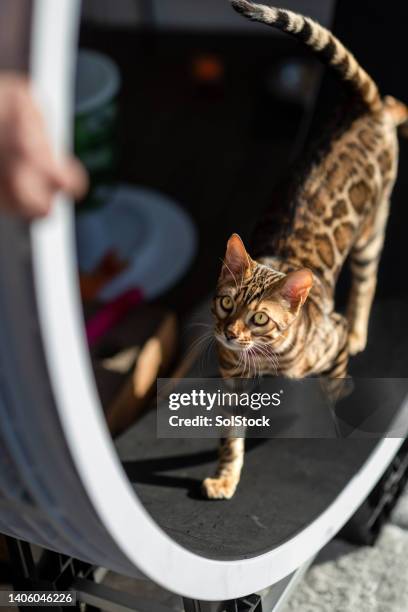 bengal cat staying active - bengal cat stock pictures, royalty-free photos & images