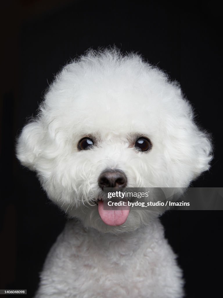 Bichon Prize
