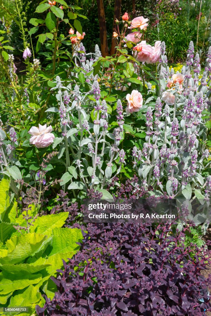 June mixed flowerbed in an English garden