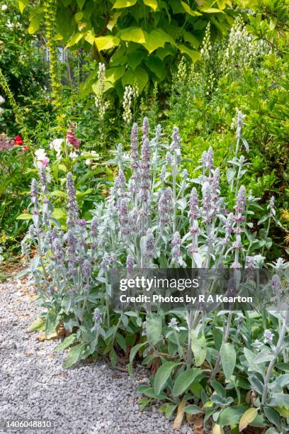 stachys byzantina (lambs ears) in full flower in late june - big ears stock pictures, royalty-free photos & images