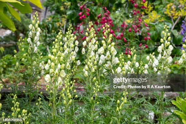 aconitum napellus album flowering in a garden in late june - monkshood stock pictures, royalty-free photos & images