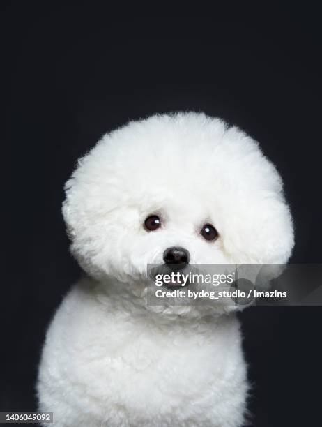 cute expression, bichon prize - bichon frise fotografías e imágenes de stock