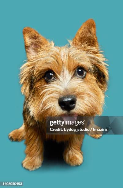 cute expression, norwich terrier - norwich terrier imagens e fotografias de stock