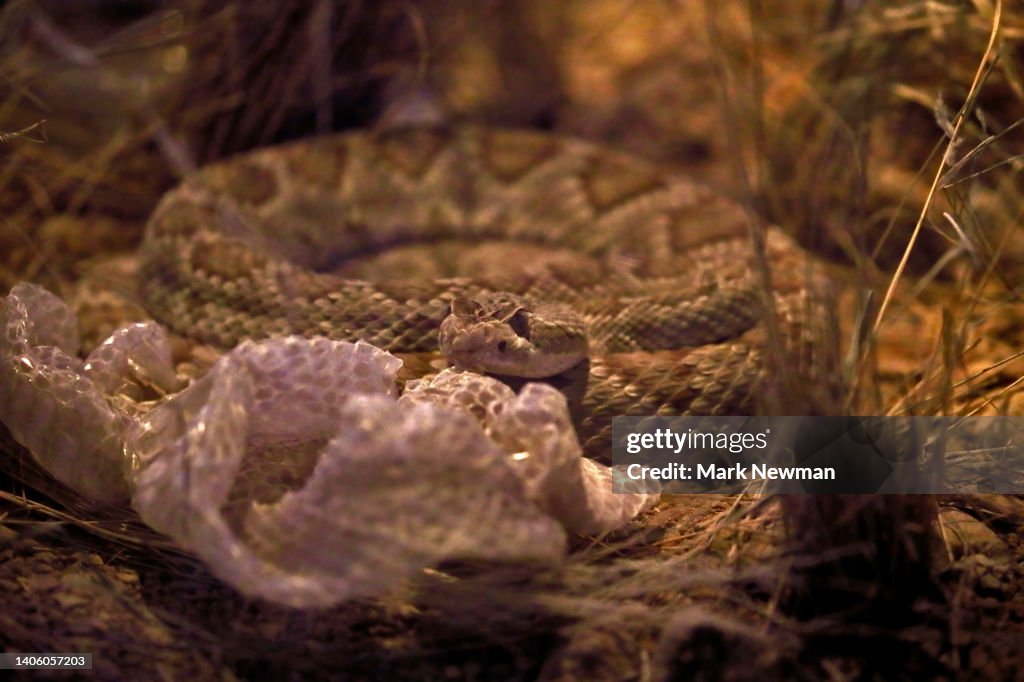 Mojave Rattlesnake