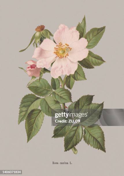 spring flower (rosaceae), chromolithograph, published in 1884 - white rose garden stock illustrations