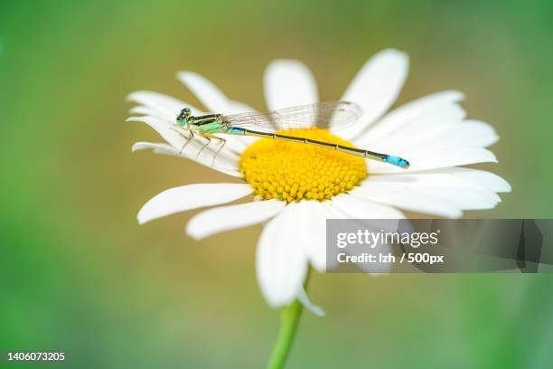 close-up of insect on white flower - ox eye daisy stock pictures, royalty-free photos & images