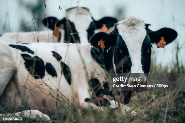 close-up of cow on field,bleyberg,belgium - belgium cow stock pictures, royalty-free photos & images
