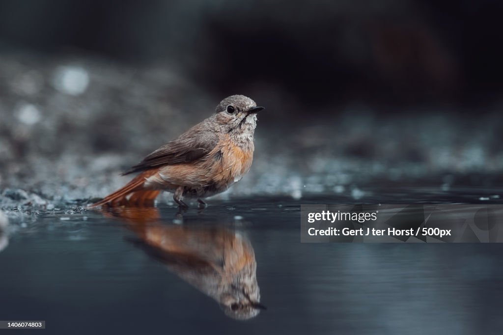 Robin Rocking Water Closeup Of Robin Perching On Water Rijssen Netherlands High-Res Stock ...