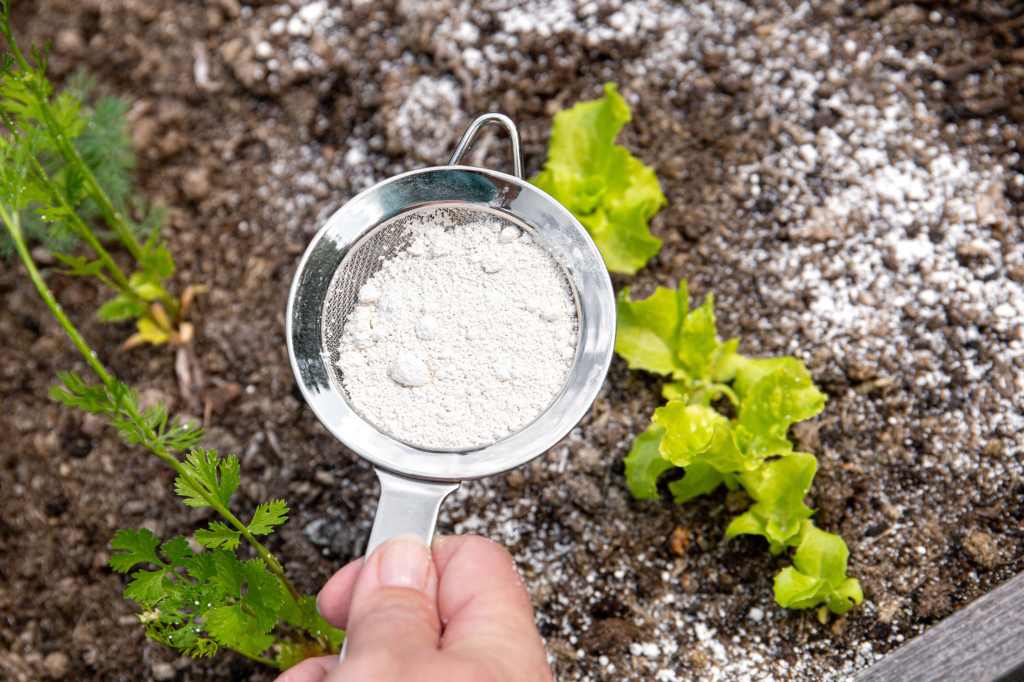 diatomaceous earth