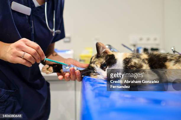 cat lying on the stretcher while getting an injection. - feline stockfoto's en -beelden