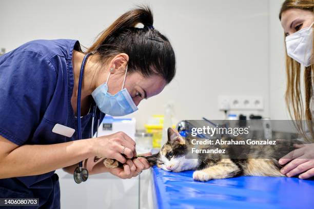 veterinarian putting an injection in a cat's paw. - dierenarts stockfoto's en -beelden