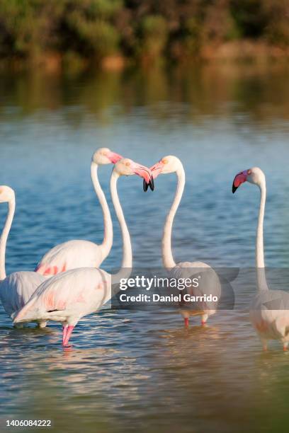 couple of flamencos showing a heart, wildlife photography, photography of birds - flamingo heart fotografías e imágenes de stock