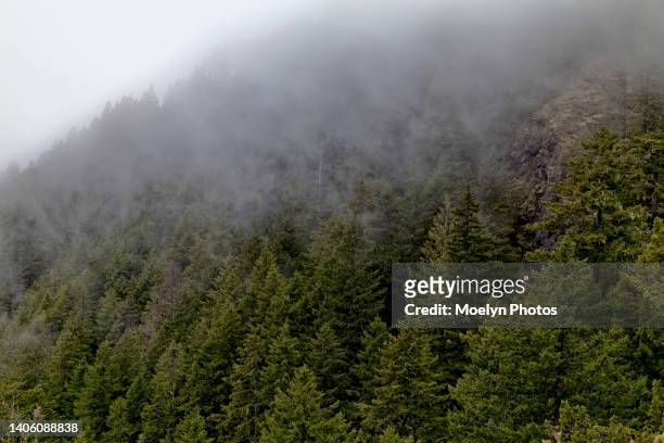 fog at olympic national park - olympic peninsula stock pictures, royalty-free photos & images