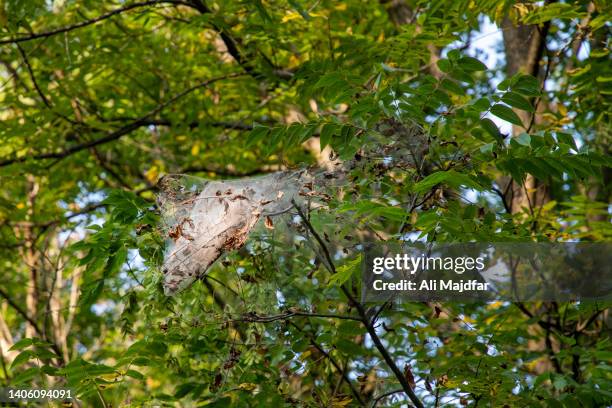 spiderweb on tree - dark botanical fauna stockfoto's en -beelden