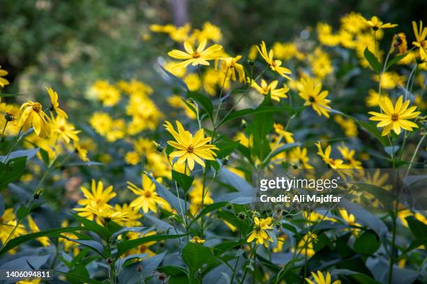 wild sunflowers - jerusalem artichoke stock pictures, royalty-free photos & images