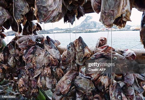 Cod Fish Environmental 229 Cod Fish Head Stock Photos, High-Res Pictures, and Images - Getty ...