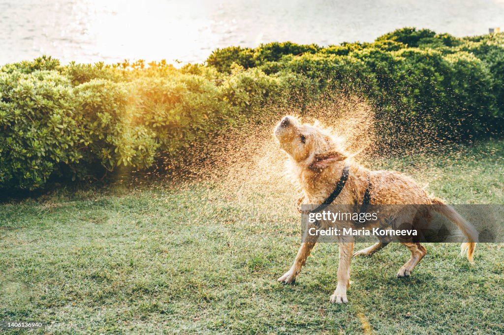 Dog shaking off water at sunset by sea.