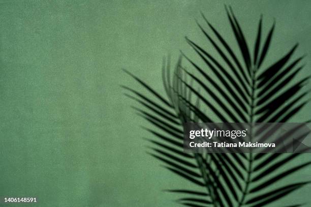 palm leaves shadows on green background. minimalism. - tropisches muster stock-fotos und bilder