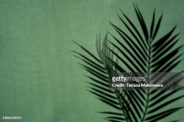 palm leaves shadows on green background. minimalism. - palm tree texture stock pictures, royalty-free photos & images