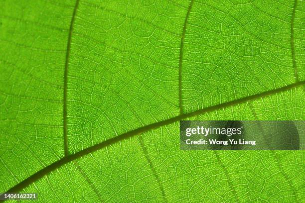 green leaf texture with light behind, close up. - cellulose stockfoto's en -beelden