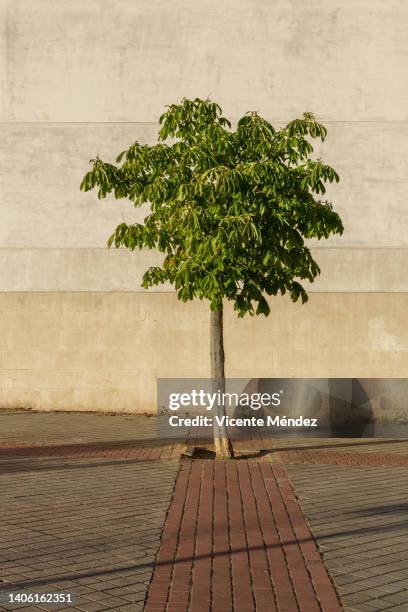 a tree on the sidewalk (early summer) - árvore isolada - fotografias e filmes do acervo