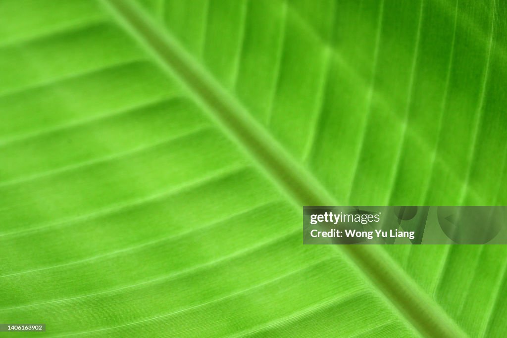 Green leaf texture with light behind, close up.