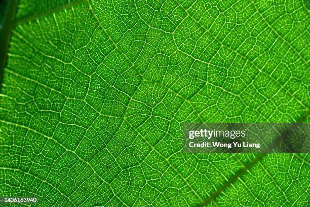 green leaf texture with light behind, close up. - cellulose fotografías e imágenes de stock