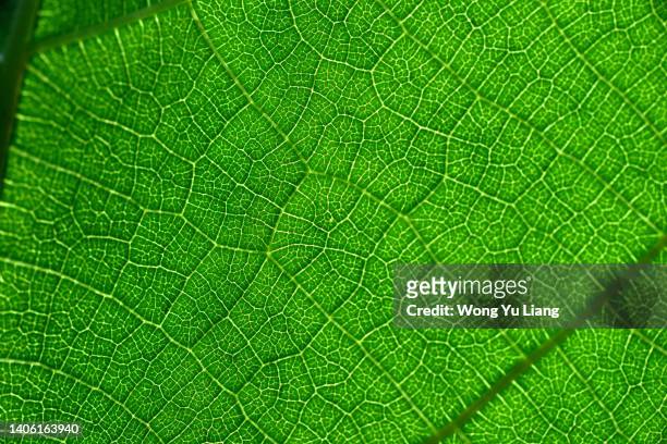 green leaf texture with light behind, close up. - nervura de folha - fotografias e filmes do acervo