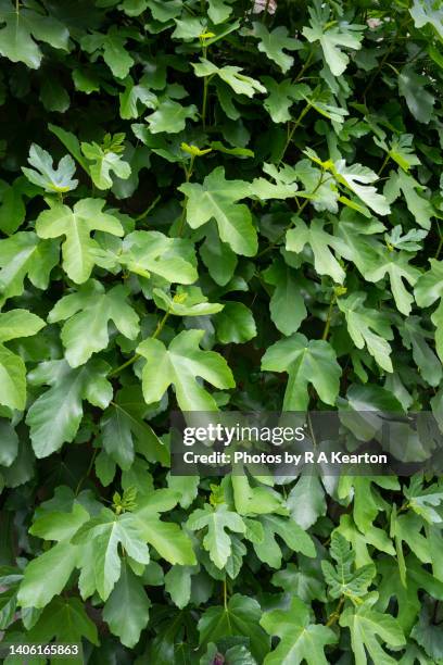 a common fig (ficus carica) grown in a uk conservatory - fig ストックフォトと画像