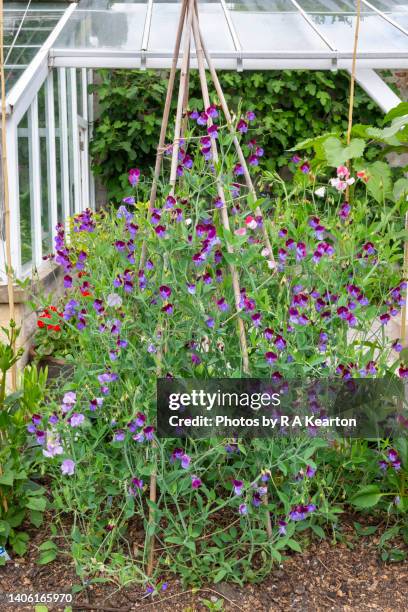 lathryus odoratus 'matucana' in full flower in mid summer - sweetpea stock pictures, royalty-free photos & images