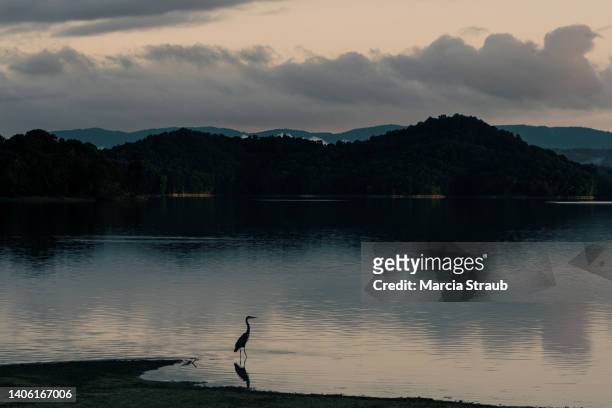 great blue heron watching sunset on a lake - great blue heron stock pictures, royalty-free photos & images