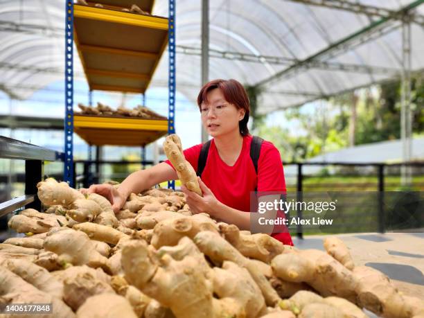 agriculture - ginger plant imagens e fotografias de stock