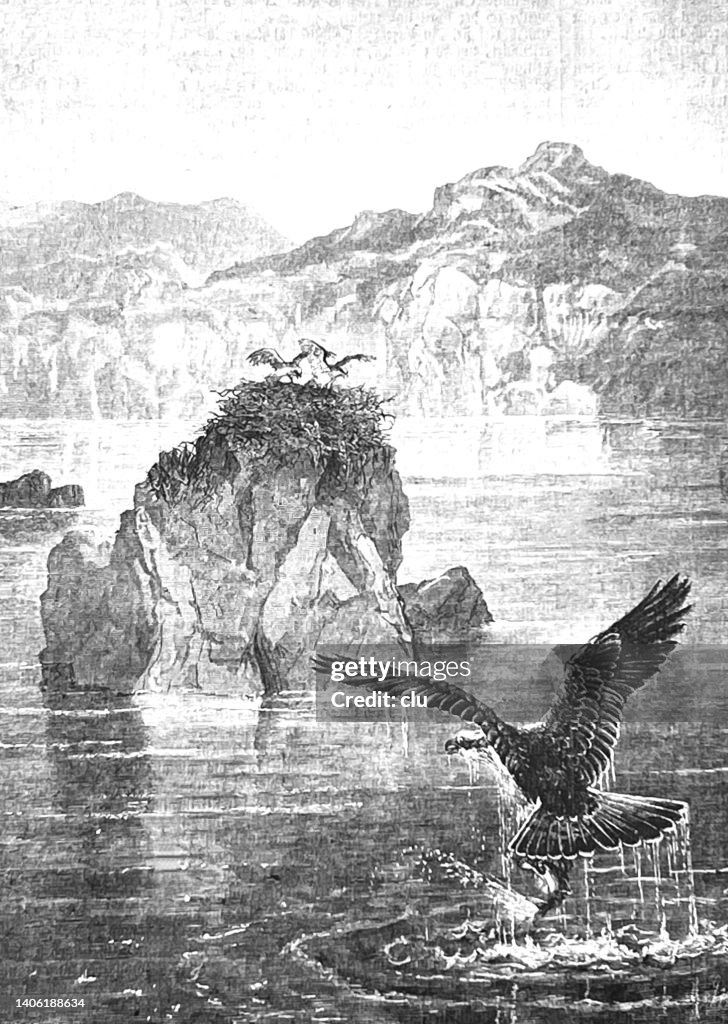Loch Ness Eagle Nest