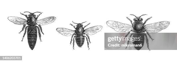 old engraved illustration of bees, drone bee, queen bees and worker bee - black and white illustration stock pictures, royalty-free photos & images