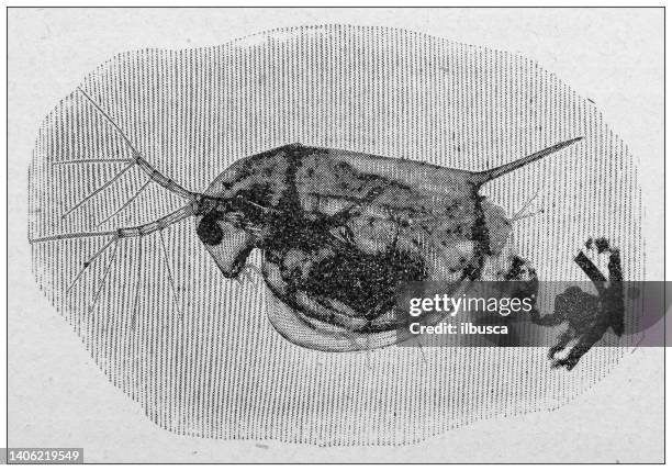 antique photo: paris water on microscope, daphnia pulex, water flea - daphnia stock illustrations